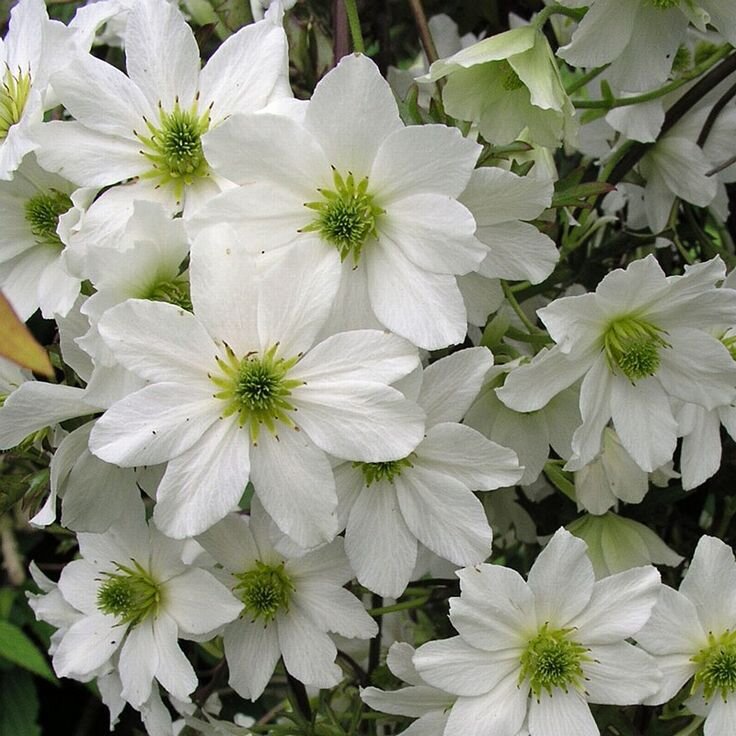 Клематис Аваланч (Clematis Avalanche) 