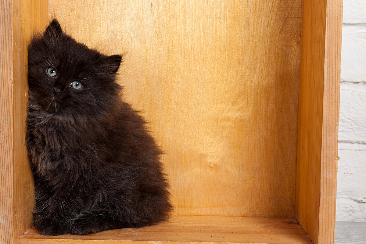 Чего на самом деле боятся кошки: 8 распространённых страхов и фобий питомцев