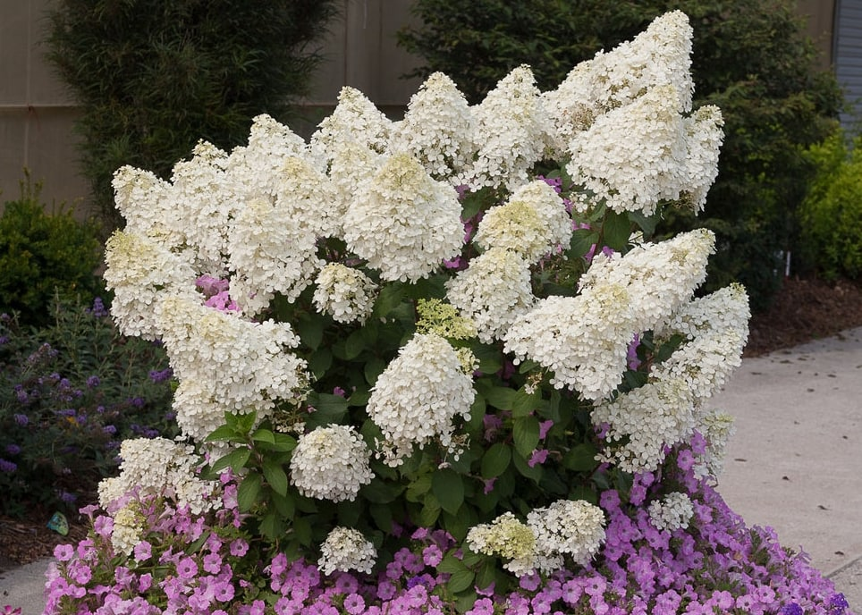  Гортензия метельчатая Bobo