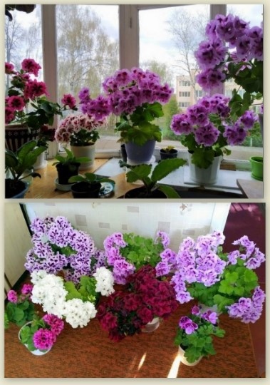 Анатоль Никонов