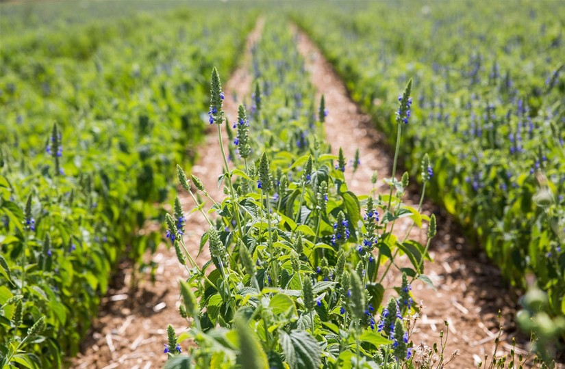 Фото из интернета