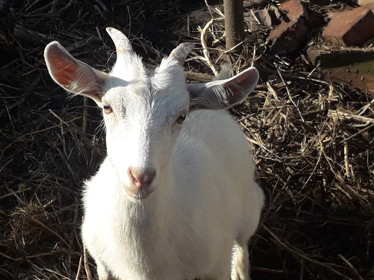 Молодая козочка Змейка недоумевает - а кто, собственно, главный?