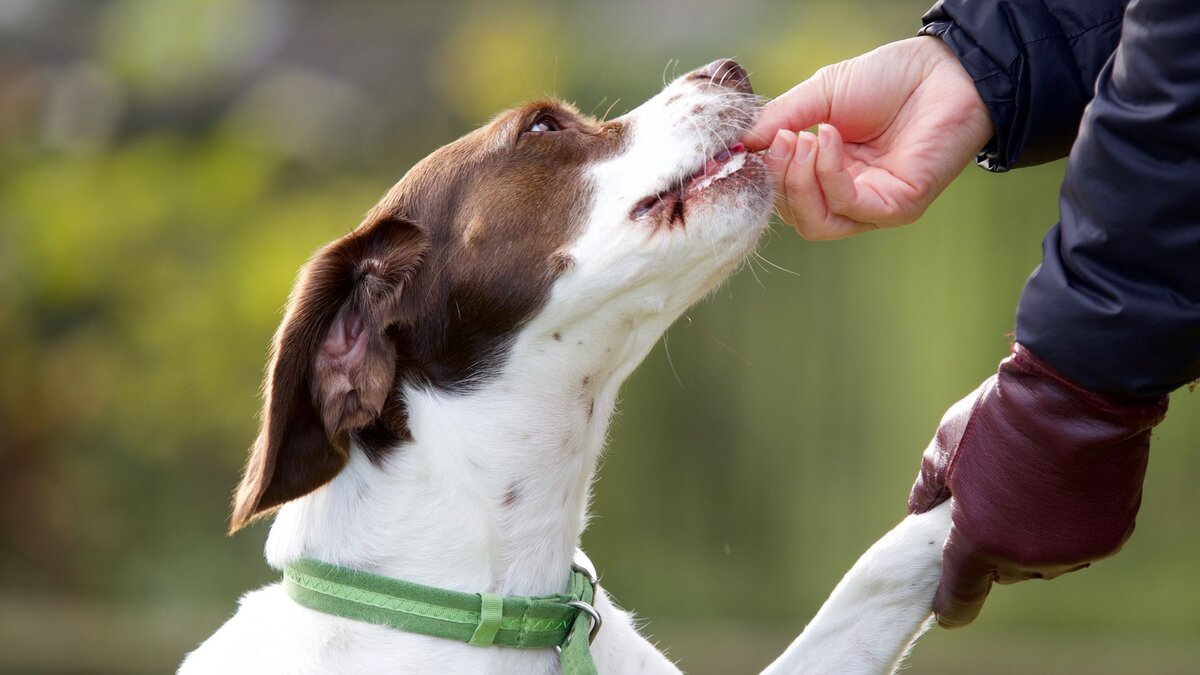 Поощрение собаки лакомством. Кликер для собак. Послушная собака. Поощрение собак. Угощение для собак.