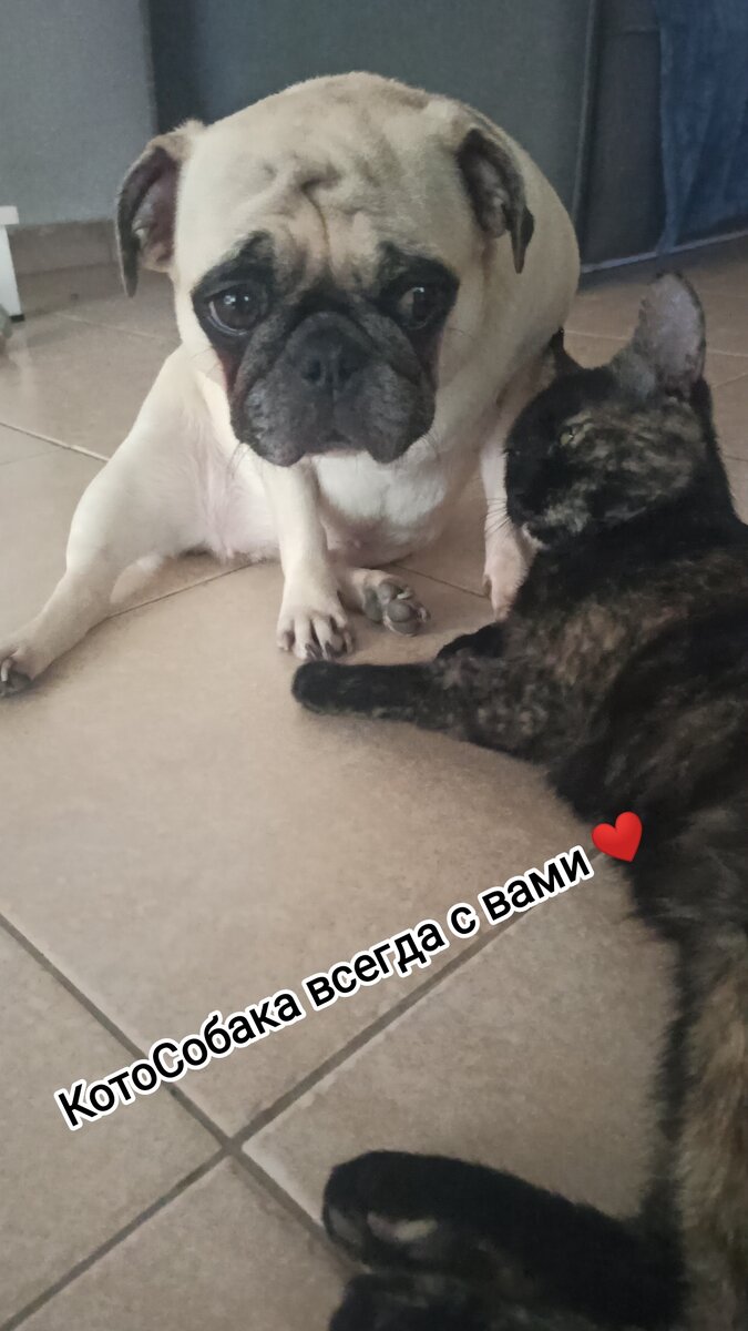 Фото снято автором канала КотоСобака