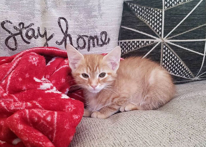 Пожилой кот вернулся на место, где его потеряла семья при переезде - история воссоединения