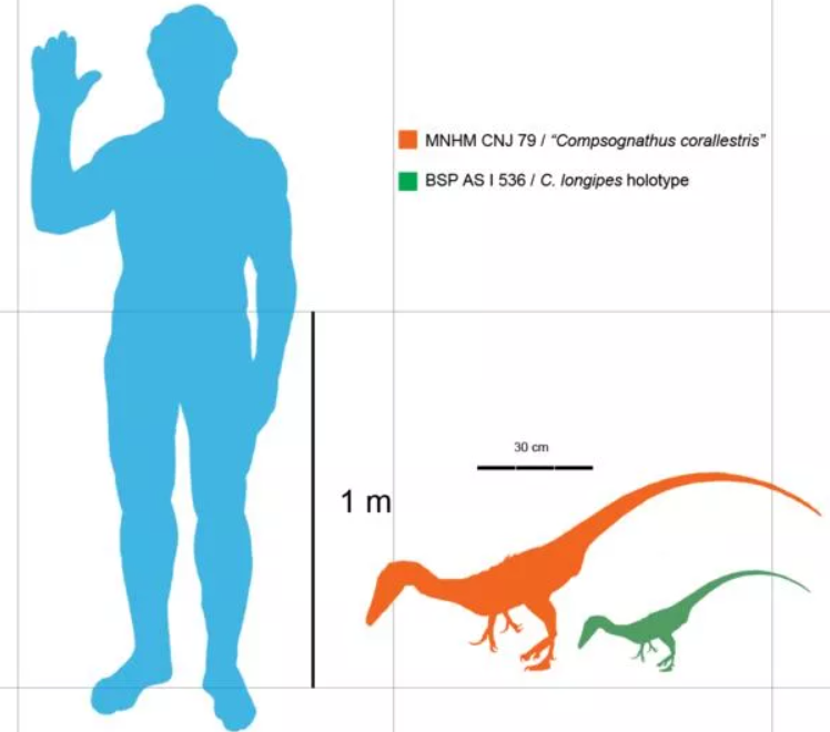 Компсогнат: Крохотный динозавр размером с индейку был верховным хищником островов Европы. Как такое возможно?1