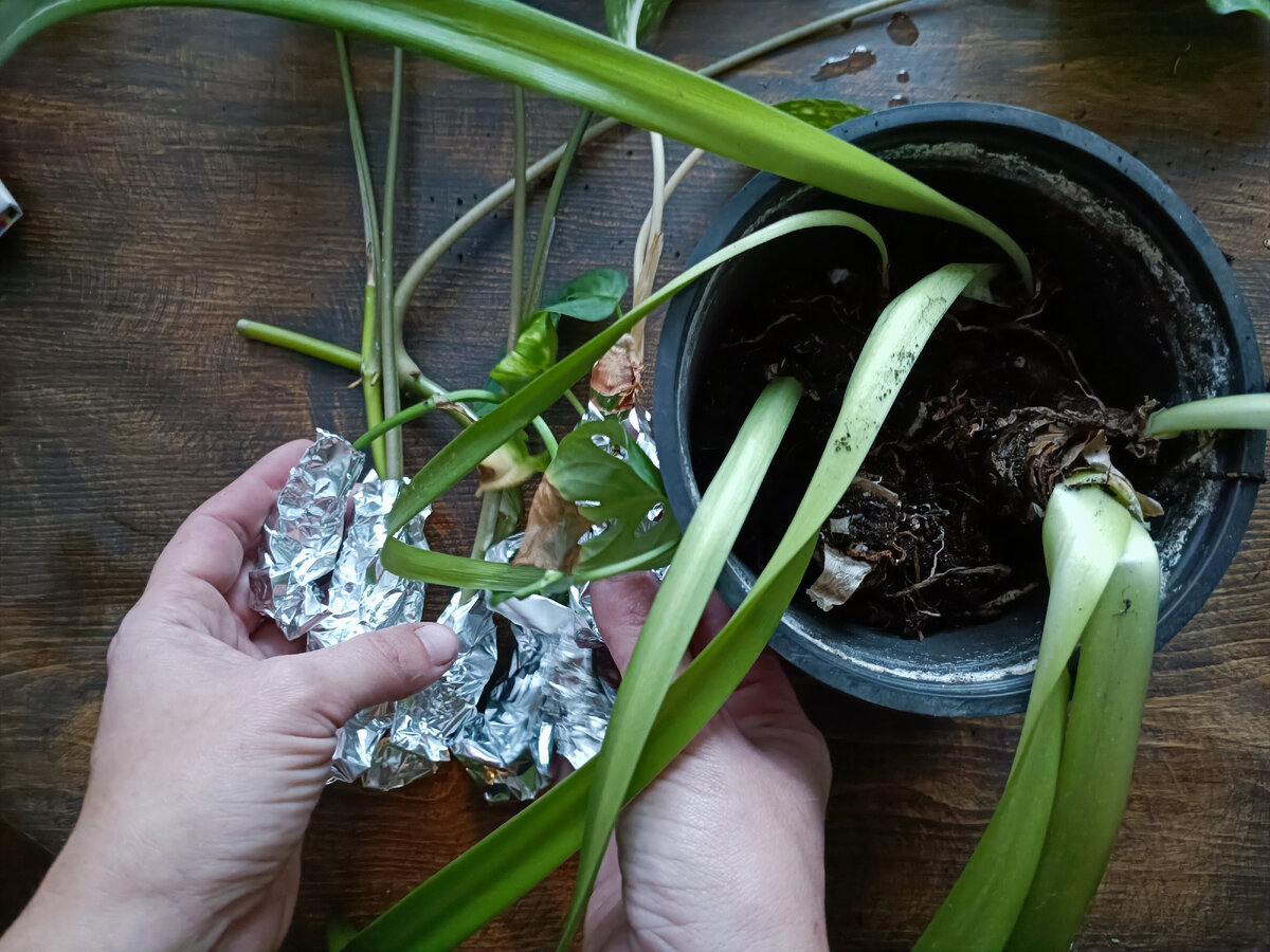 На улице в Москве -3, так что черенки сначала обёртываю влажным ватным диском, потом фольгой, потом утепляю в утеплитель и газету 