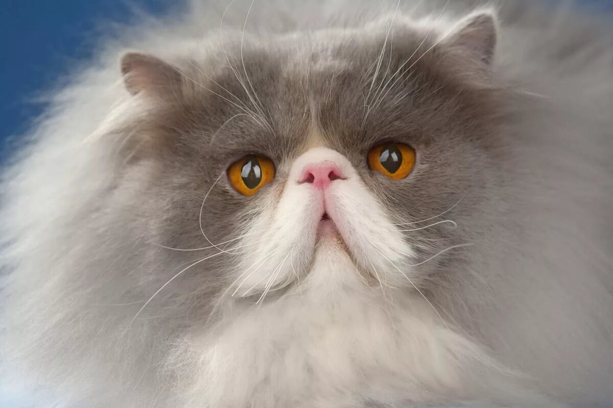 Фото с Яндекса