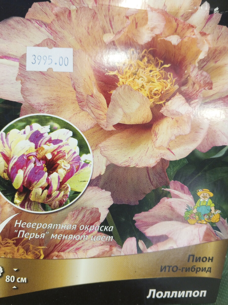 Пион Лоллипоп