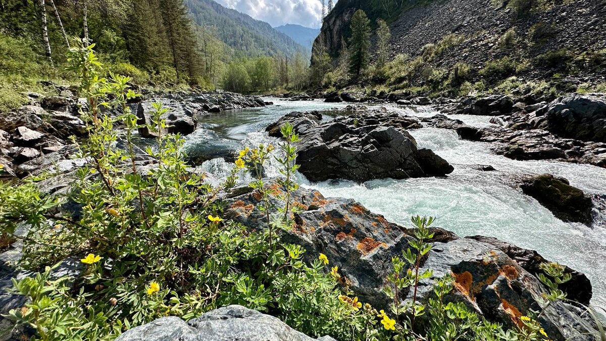 Алтайская 6 фото 3 дня на этом маршруте по Алтаю пугали барсуки, осы и летучие мыши По Алтаю с Ол