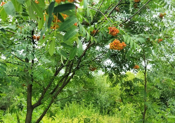    Фото: Екатерина Иванова. UG.RU