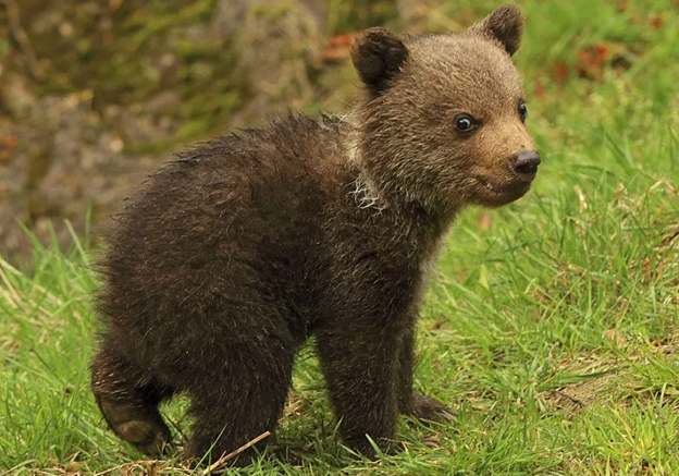Проснулся. Ну наконец-то, гораздо же ты спать! Мы уже тебя все заждались. Первое, что я увидел в этот замечательный день, были мамины глаза. - Именинник наш, вставай! Скорее, все тебя ждут!-5