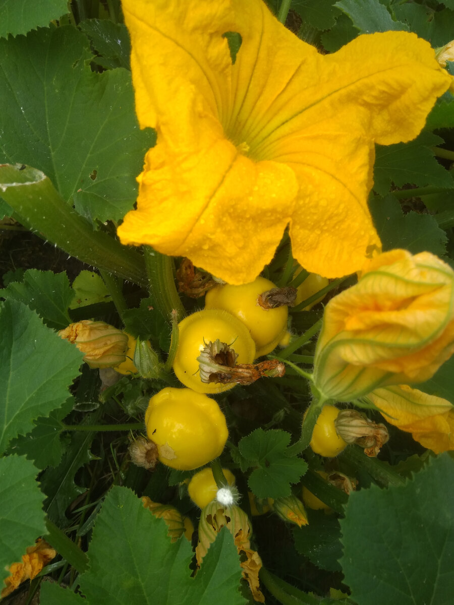 Лету конец... Будем вспоминать! | Мой ,,серебряный,, возраст. | Дзен