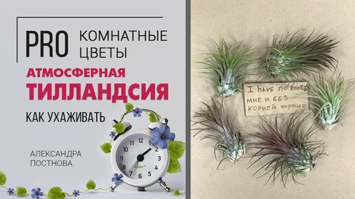 Необычное комнатное растение. Чудо природы - Тилландсия атмосферная.