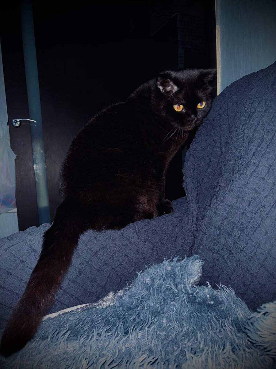 Кот по имени Лексус