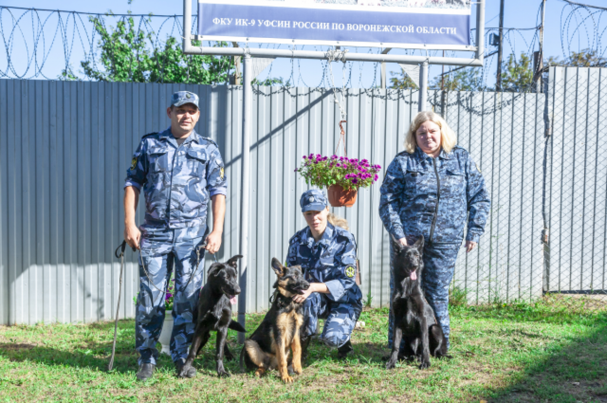    Щенки овчарки из питомника воронежской ИК отправились служить в Адыгею