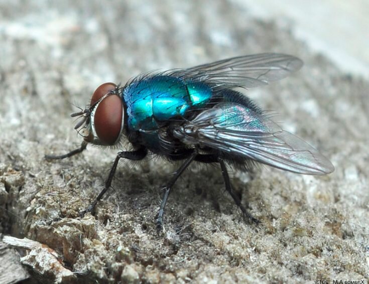 А вот и сама мясная муха