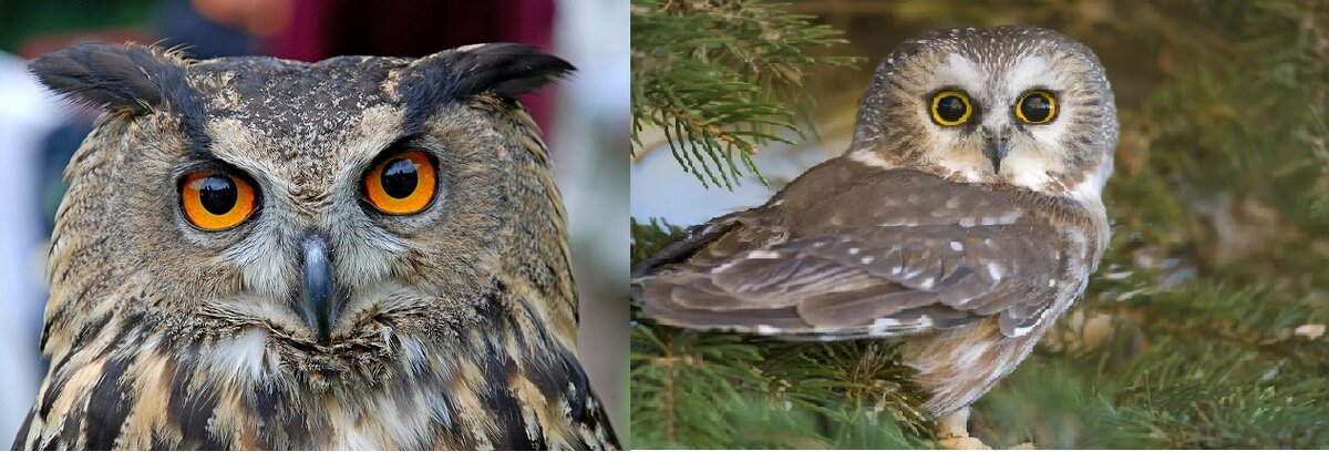 Филин и Сова (взято из интернета)