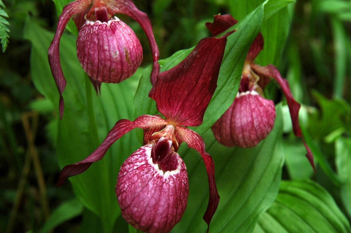известные кукушкины. известные кукушкины. венерин башмачок кукушкины слезки. лесные цветы венерин башмачок. венерин башмачок розовый.