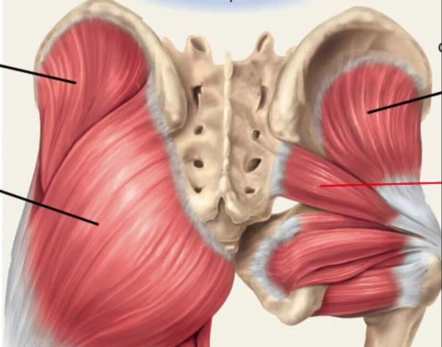 Задние мышцы бедра