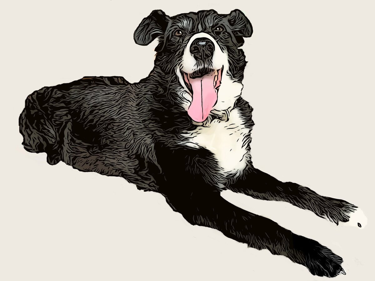 Черная собака рисунок