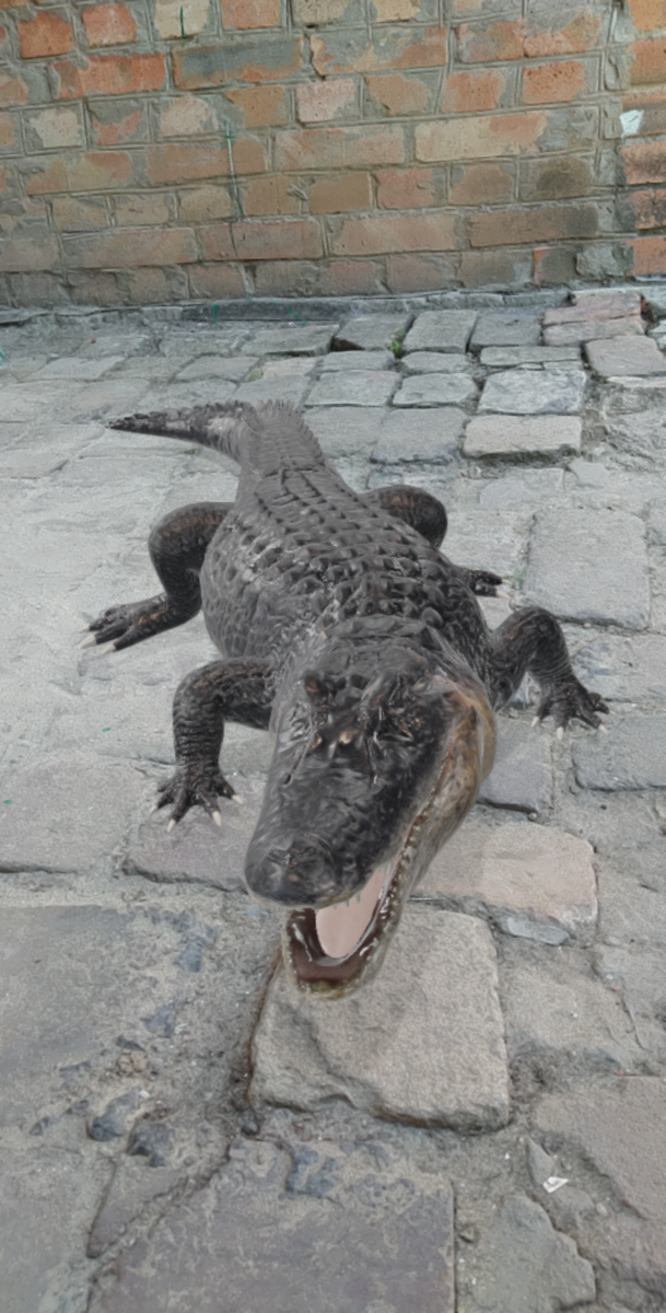 Аллигатор 