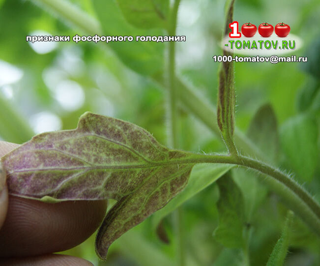 Признаки фосфорного голодания на листьях томатов фото 1