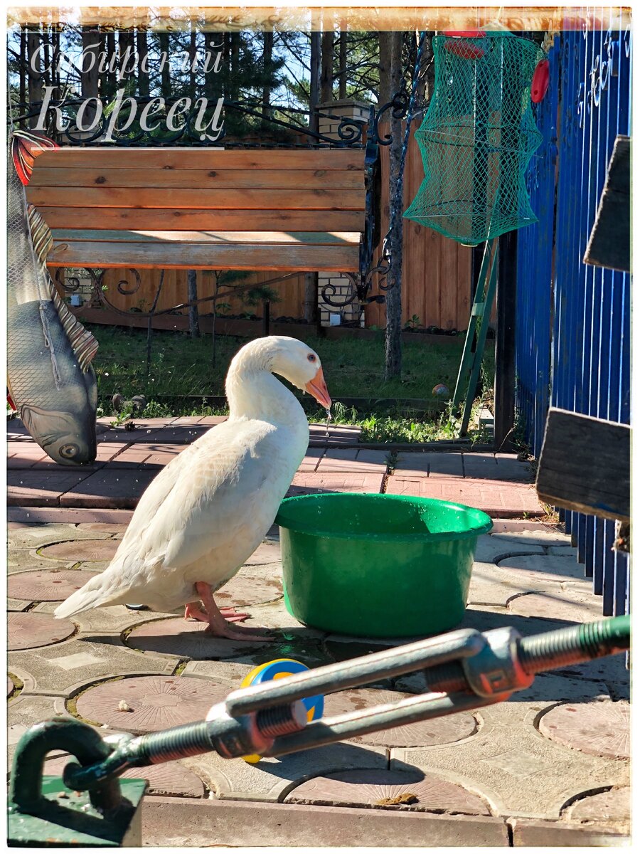 Наш новый питомец Гудвин