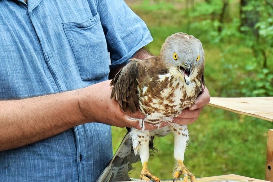 Одна из выпущенных птиц | Фото: пресс-служба Смольного
