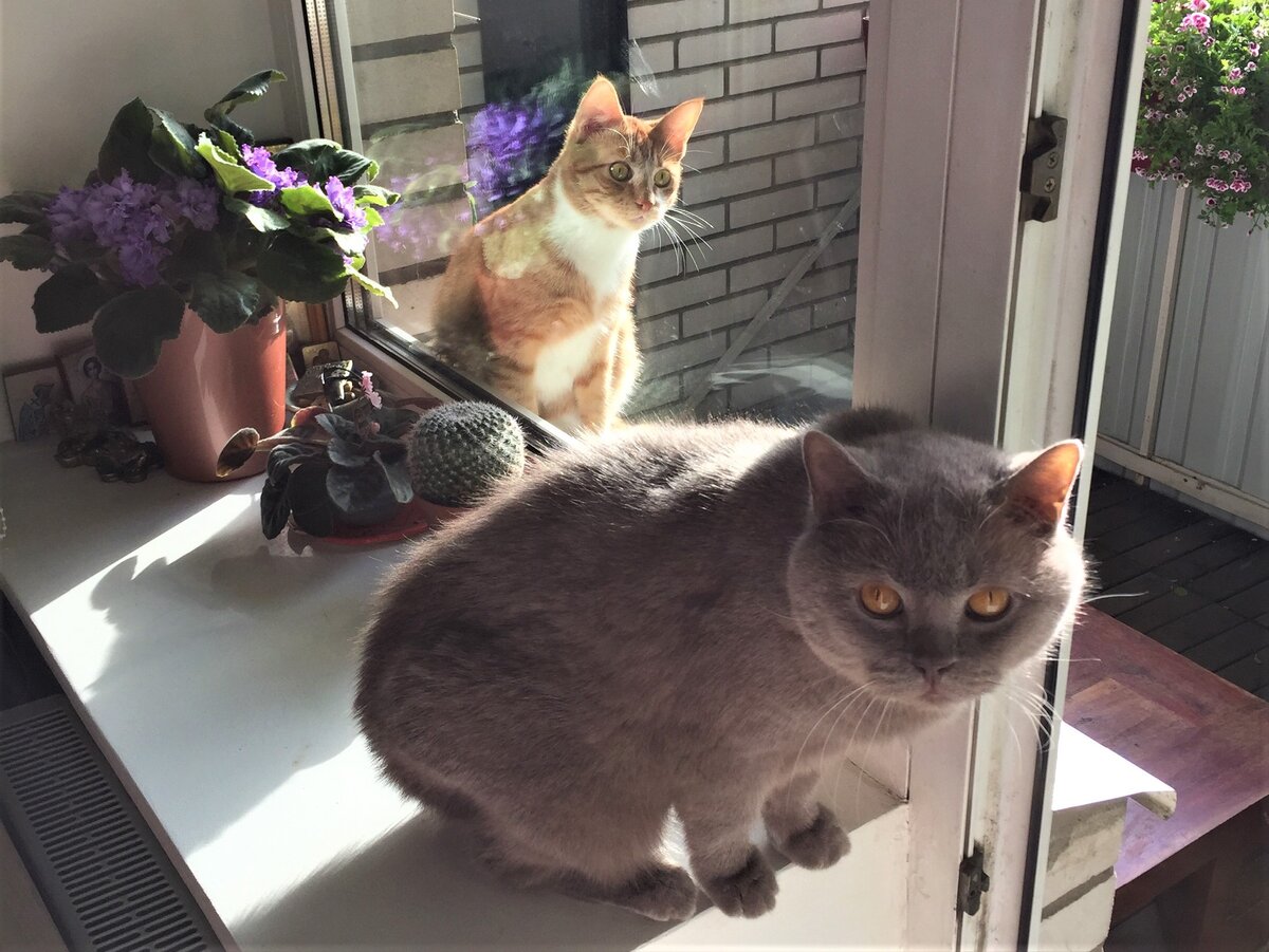 Британец только с первого взгляда похож на других котиков (собственное фото)