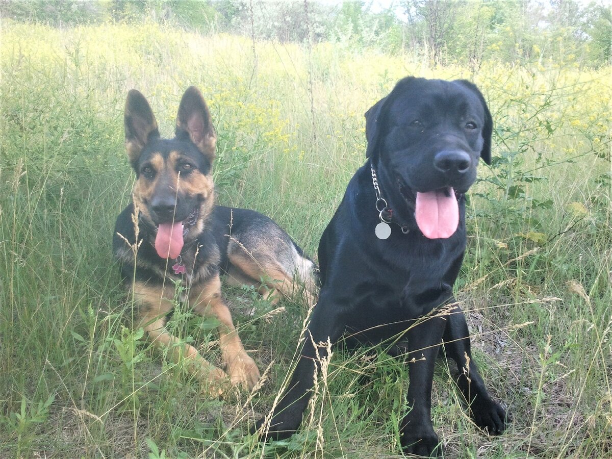 Дуглас и Кейси