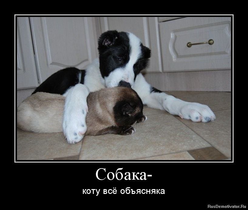 сила воли. собака демотиватор. собака улыбака. собака демотиватор. демотиваторы собаками.