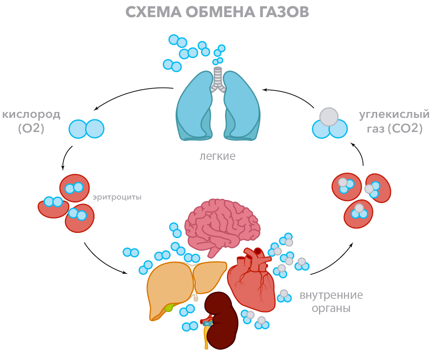 Схема газа обмена. Кислород в лёгких. Путь кислорода в организме. Обмен кислорода в организме. Схема газообмена в организме человека.