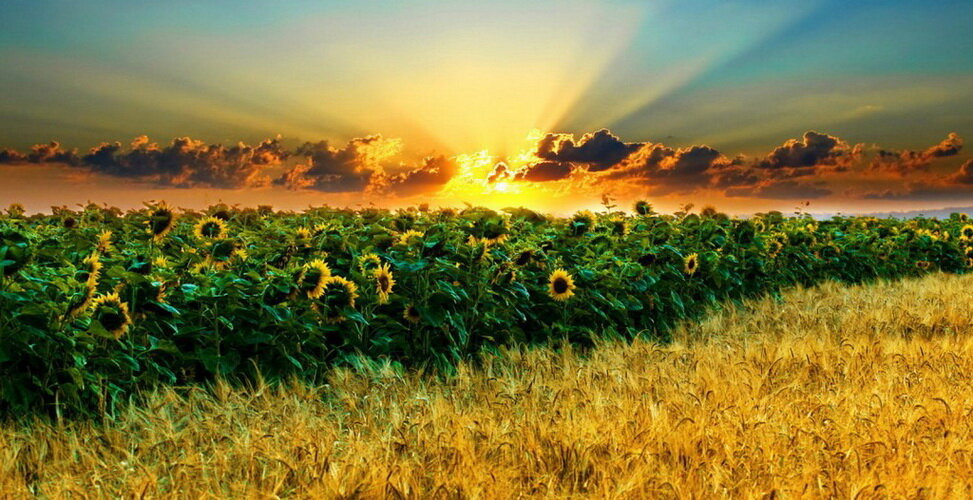 плодородность, почва, огород, земля, чернозем, удобрения