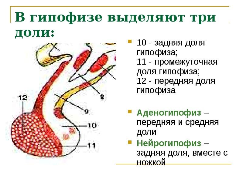 Цифра 12,11 - аденогипофиз.