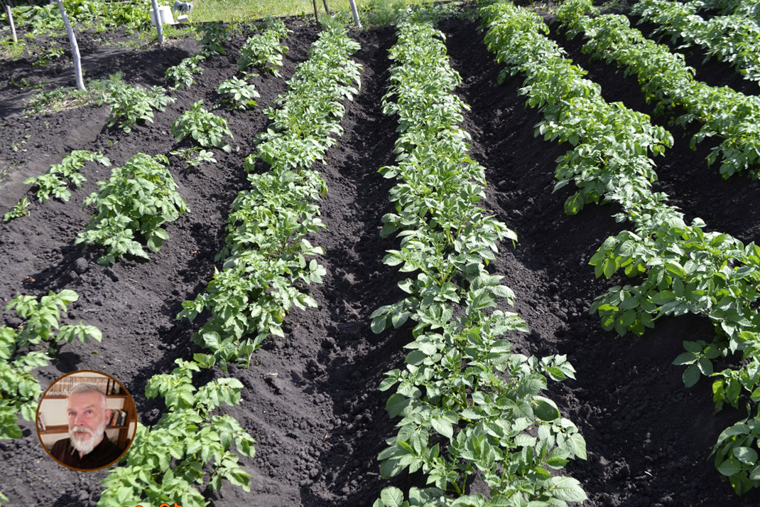 Я сажаю картофель вот так. Ниже я поделюсь конкретным способом, но сначала расскажу, почему картофель нужно обязательно окучивать