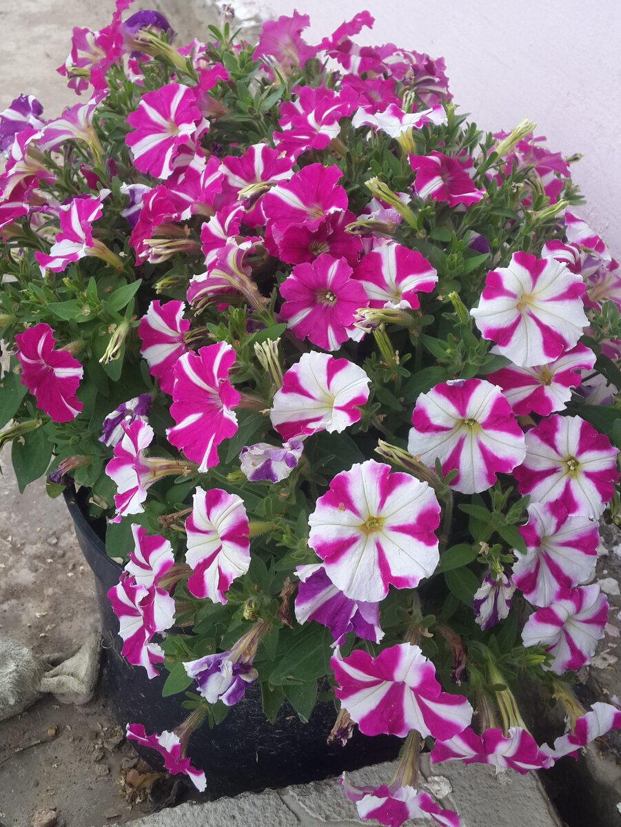 Моя петуния сентябрь 2019