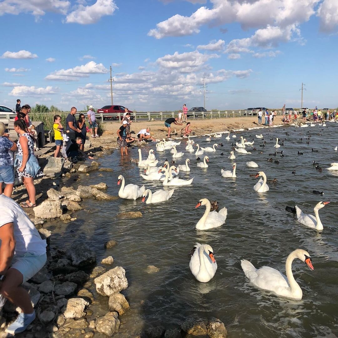 евпатория лебединое озеро