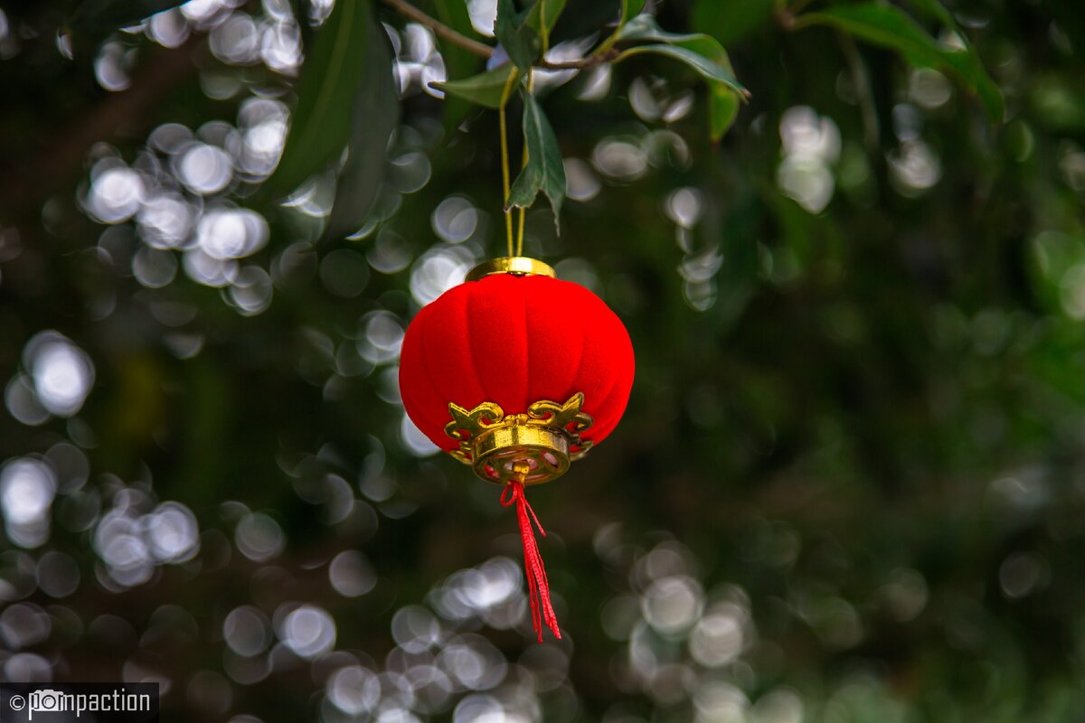Красный фонарик - украшение на грейпфрутовых деревьях в саду