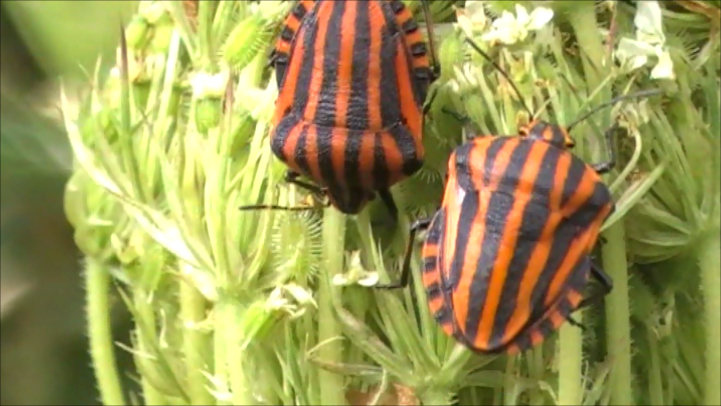 Скриншот с моего видео.