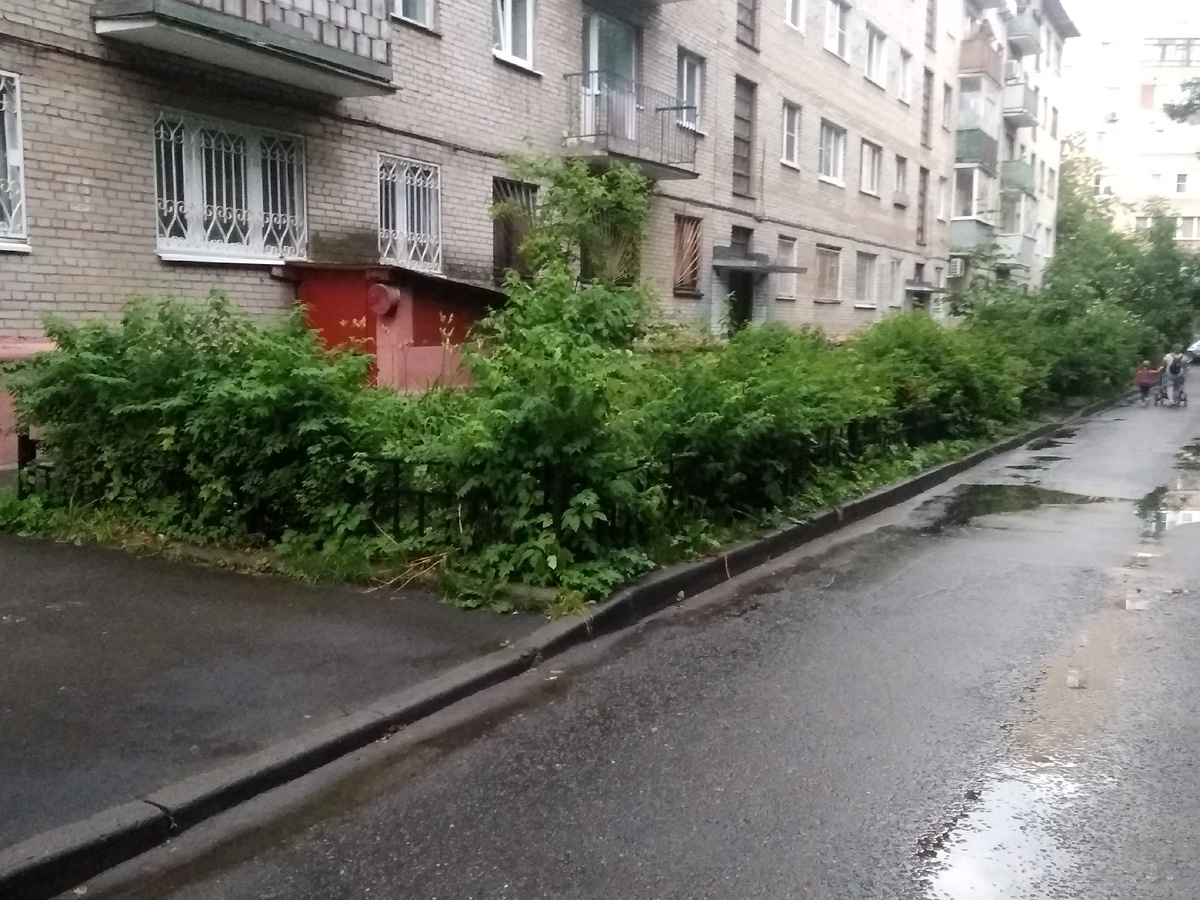И тоже зелень, но уже хаотично растущая и никакой эстетики 
