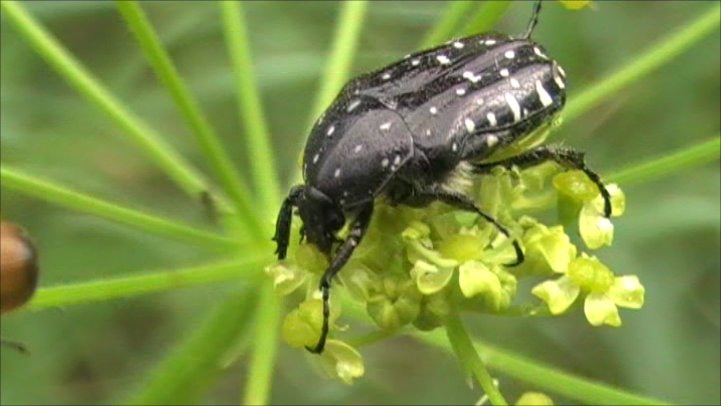 Скриншот из моего видео