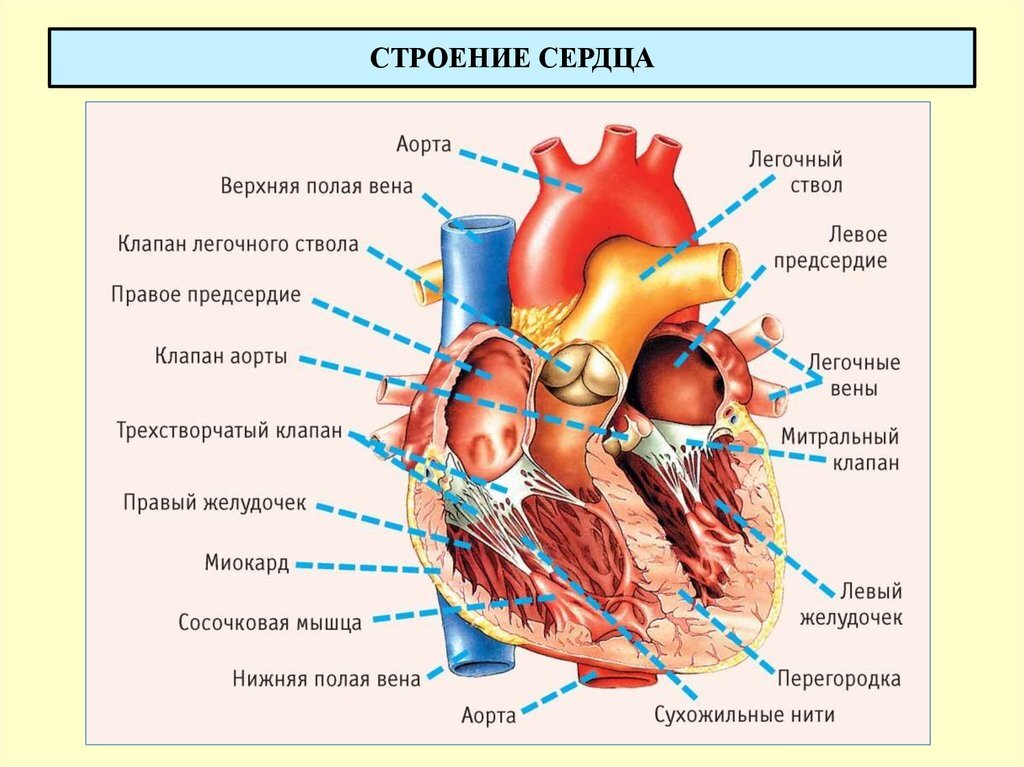 Что больше всего вредит сердцу: 15 необычных фактов об этом жизненно важном органе