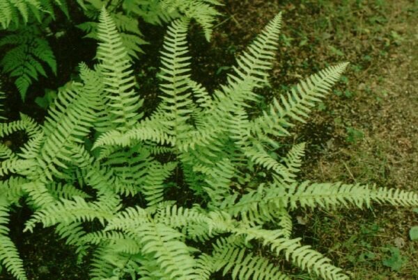 
Дербянка колосистая. 