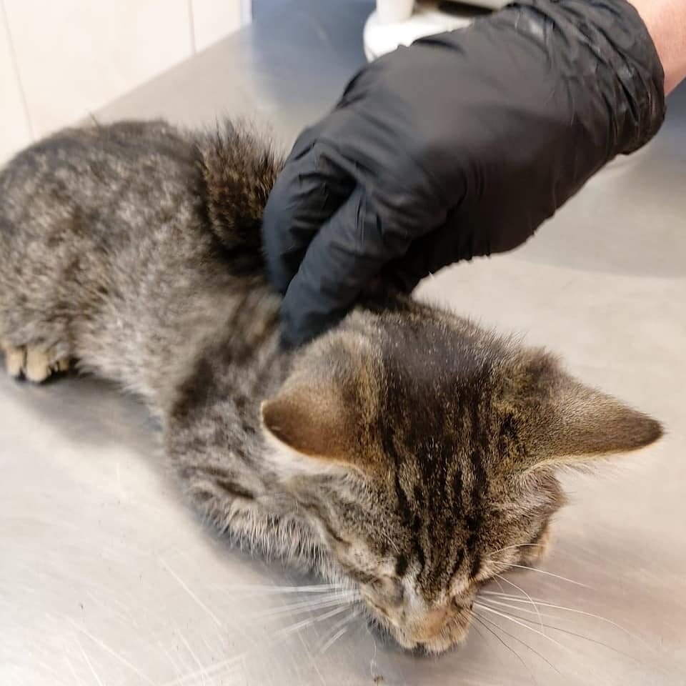 Васька, первичный прием.