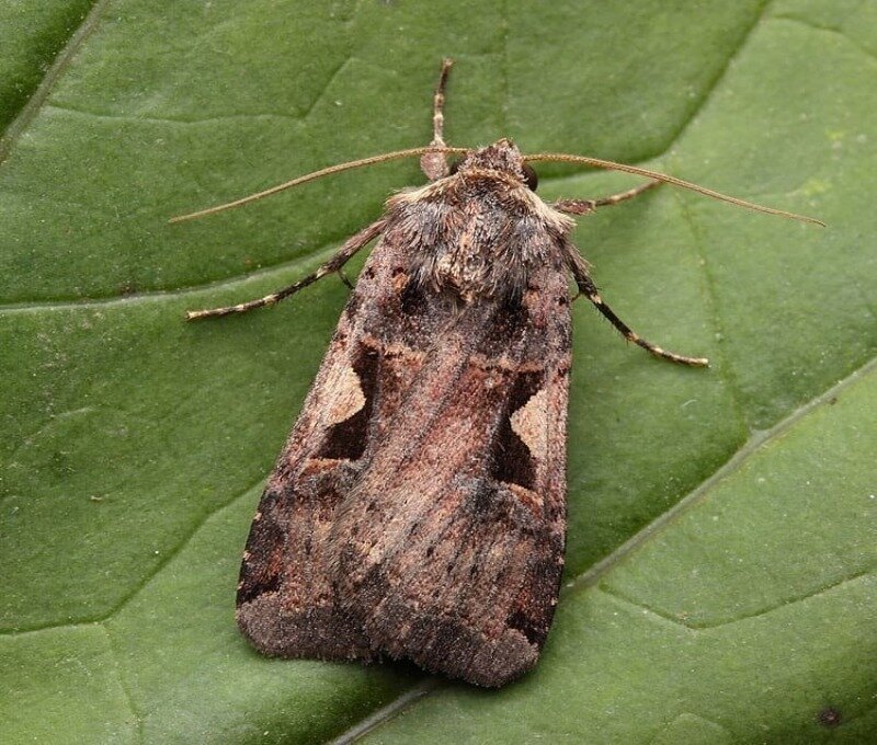  Маленькие бабочки темного окраса напоминают моль. Они являются злостными уничтожителями капусты.