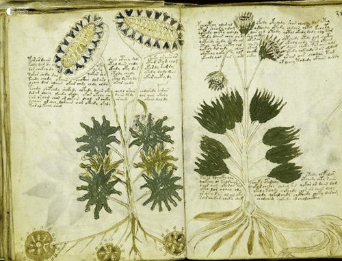 Рукопись Войнича