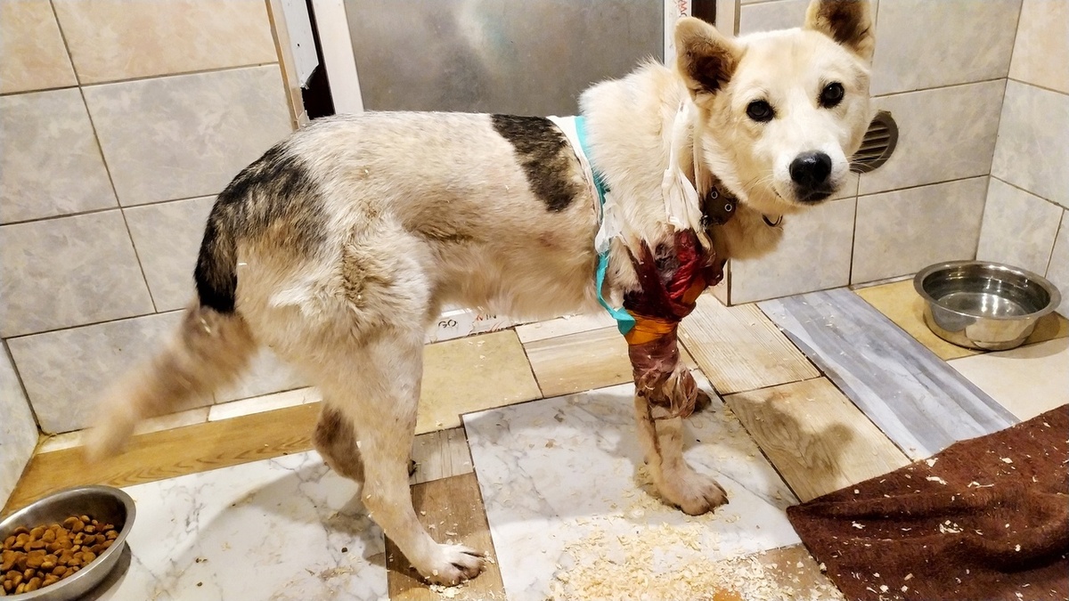 "С 3 на 4 августа к нам поступил пес по кличке Тузик у которого фонтаном лилась кровь, при осмотре было обнаружено сквозное ранение которое повредило лопатку и грудную клетку, Тузику оказали всю необходимую помощь  и через 4 дня он был выписан из стационара приюта "Верность". На данный момент он находится дома."