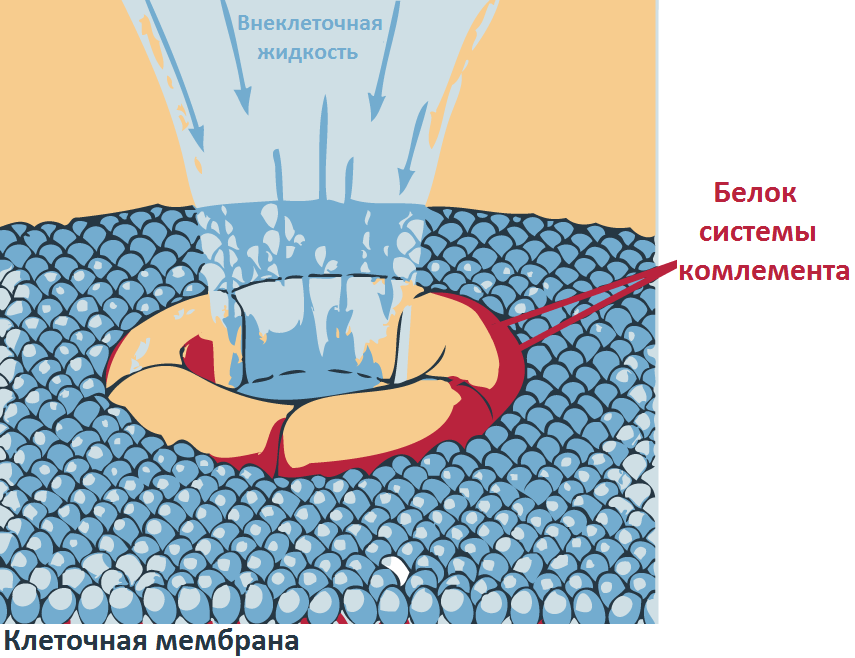 Белок системы комплемента делает пору в клеточной стенке бактерии, и в саму бактерию начинают поступать различные вещества из внеклеточной среды, которые и разрушают саму бактерию.