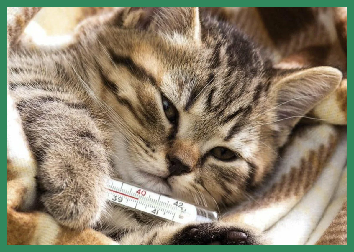 Вот и своему крохе я мерила температуру именно так. (Фото взято из статьи "Чем болеют кошки" на канале "Кошачьи истории" с платформы Яндекс.Дзен).